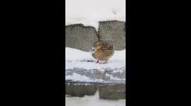 Mallard With Frozen Bill