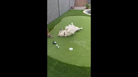 The Cutest Putting Obstacle