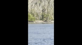 Dingoes Hunting Wallaby on Fraser Island Queensland Australia