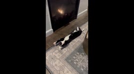 Must-see footage shows comfortable cat lounging by the fireplace