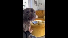 Staffy Smiles When Dad Is Home