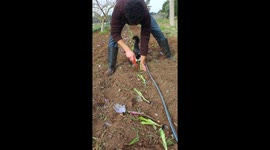 Cat Helps With Gardening