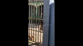 Clever dog opens gate by itself