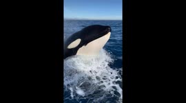 Orca mesmerizes passengers by breaching behind boat