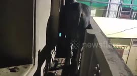 Escaped bull enters ex chairman's home and gets stuck on balcony