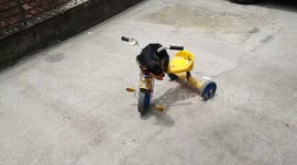 Dog Shares Bike With Boy