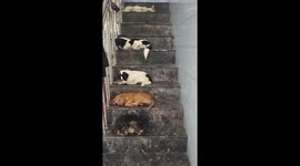 Wow, It's so cute that the Dogs sleep so soundly on the steps in order