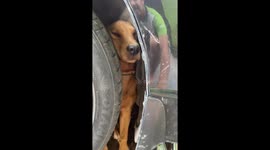 Pet dog gets stuck between car wheel and vehicle's body