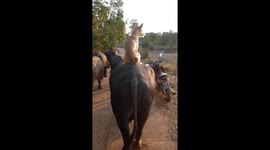 Pet dog rides on the back of a buffalo on Thai farm