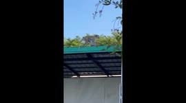 Monkey cools off with guests in hotel swimming pool in Thailand