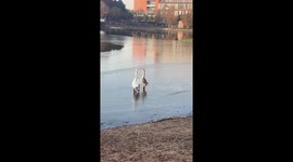 Careless geese fall into water while waddling along frozen lake