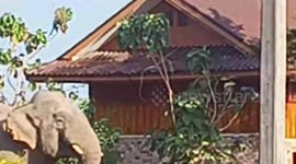 Wild elephant chased away by neighbourhood dogs in Thailand