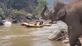 Friendly elephant waves trunk at passing kayakers to greet them