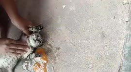 Tense moment frantic cat lover saves kitten with CPR