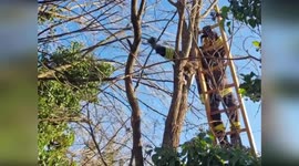 Firefighters Rescue Stranded Cat Stuck in Tree for 3 Days in Treviso, Italy
