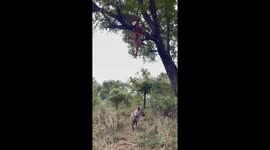 Leopard rushes up tree with catch to avoid hyena's best efforts to steal carcass