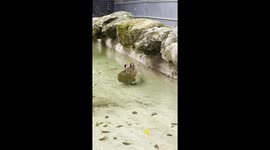 Capybara strolls through water at ZWF Miami Zoo
