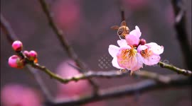Red Plums Bloom in Winter in Yichang, China