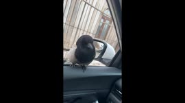 Friendly Encounter Between a Man and a Magpie in Northeast China