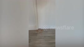 Rat chews through couple's kitchen door and sneaks into their bedroom as their baby sleeps