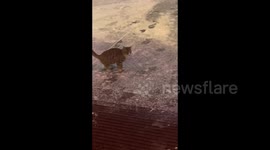 Joyful Feline