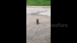 Stray cat adopted after video of its Dobby-like ears smashes 50 million views