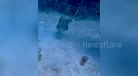 Diver pulls discarded fishing hook and fishing line from frightened stingray's mouth