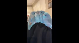 Little Parrotlets Snuggle Together
