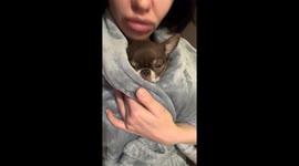 Kharkiv resident shields beloved Chihuahua from Russian missile shelling