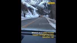 Family Has Close Encounter to Moose