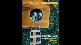 Kitten and Parrot are Best Friends