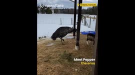 Funniest Emu