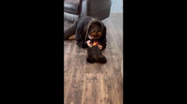 Heartwarming clip shows woman being surprised with new puppy
