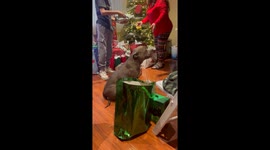 Pitbull's delightful present unwrapping wraps the whole room in happiness!