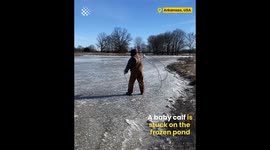 Baby Calf Rescued on Frozen Pond