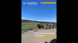 Close Encounter with Bison