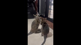 Adorable Wallaby Joeys