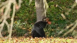 Black Bear Plays With Backyard Swing