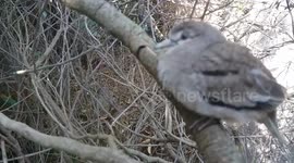 Wild Pigeon