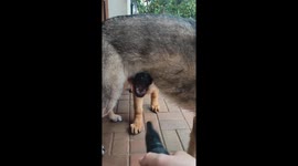 German Shepherd Chomps The Air