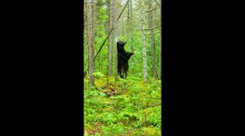 Black bear amusingly leans on tree to scratch back
