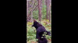 Bear Dances On Broken Branch