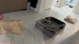 Blind dog always gets jealous when the other dog gets the attention