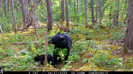 Black Bear And Her Cubs Scent Marking
