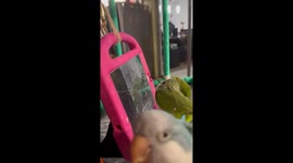 Parrots Chat With Virtual Friends