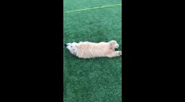Tired dog in no mood to walk as it's dragged through the lawn