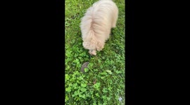 Goldendoodle Meets Hedgehog