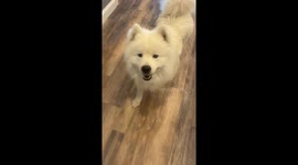 Fluffy Dog Takes a Fall