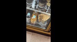 Bodega Cat Chills Out