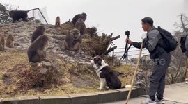 Chinese man caught teasing wild monkeys with pet dog faces legal consequences